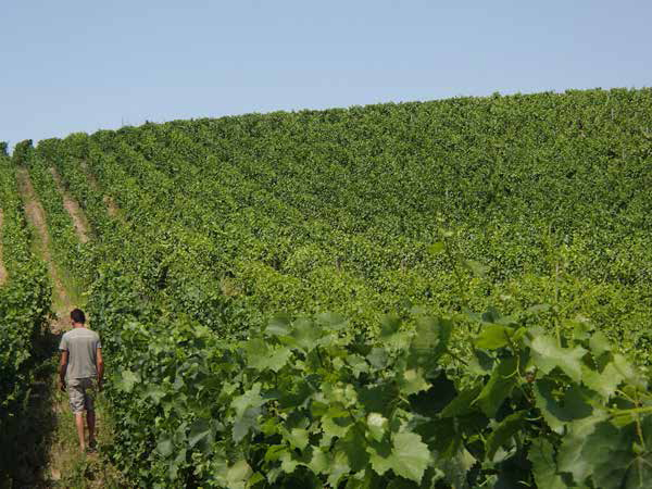 ヴァンサントリコ